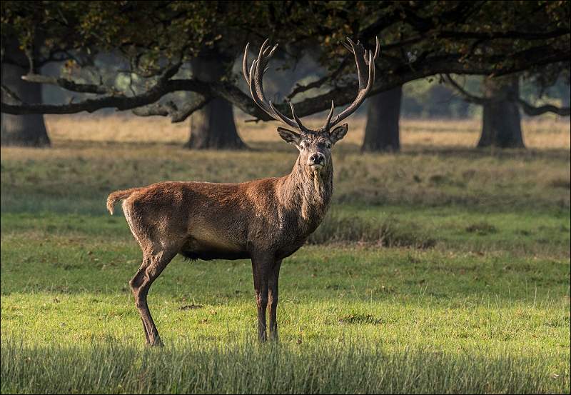 Red Deer Stag Monarch of teh Park_Matthew Clarke_COMMENDED.jpg - Red Deer Stag, Monarch of the Park